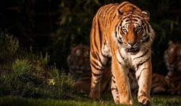 虎虎虎 在线观看,在线观看探险之旅